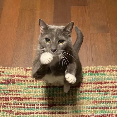 Top 7 Funniest Peets Memes That Will Make You Laugh