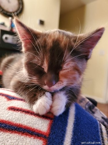 Top 7 Funniest Peets Memes That Will Make You Laugh