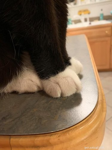 Top 7 Funniest Peets Memes That Will Make You Laugh
