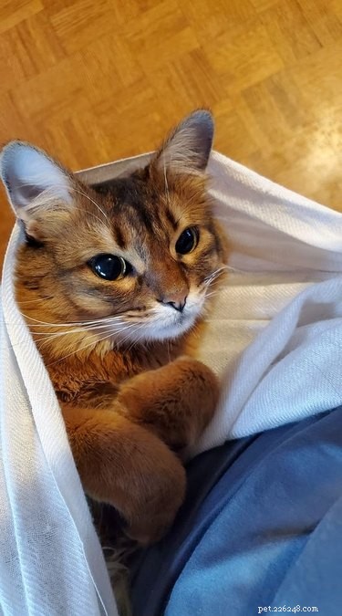 Top 7 Funniest Peets Memes That Will Make You Laugh