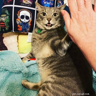 Top 7 Funniest Peets Memes That Will Make You Laugh
