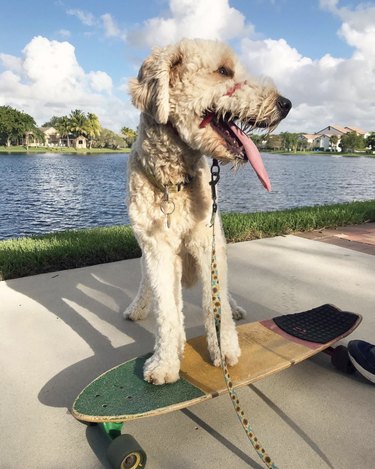 16 Dogs That Skateboard With Skill Beyond Humans