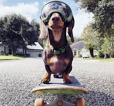 16 Dogs That Skateboard With Skill Beyond Humans