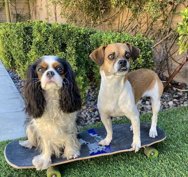 16 Dogs That Skateboard With Skill Beyond Humans