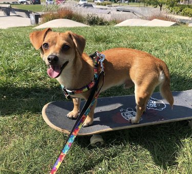 16 Dogs That Skateboard With Skill Beyond Humans