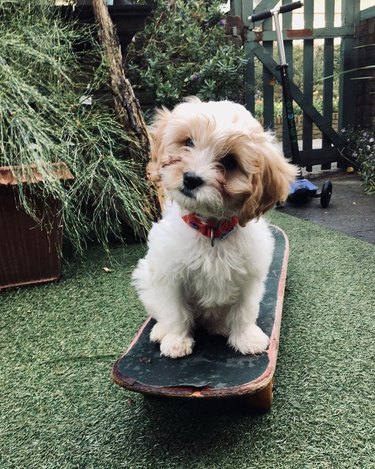 16 Dogs That Skateboard With Skill Beyond Humans