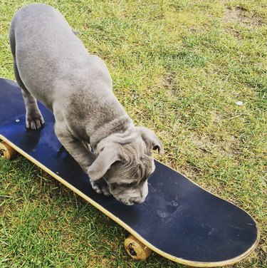 16 Dogs That Skateboard With Skill Beyond Humans