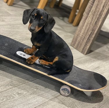 16 Dogs That Skateboard With Skill Beyond Humans