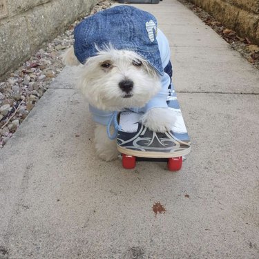 16 Dogs That Skateboard With Skill Beyond Humans