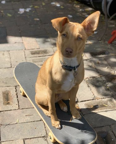 16 Dogs That Skateboard With Skill Beyond Humans
