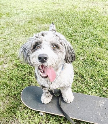 16 Dogs That Skateboard With Skill Beyond Humans