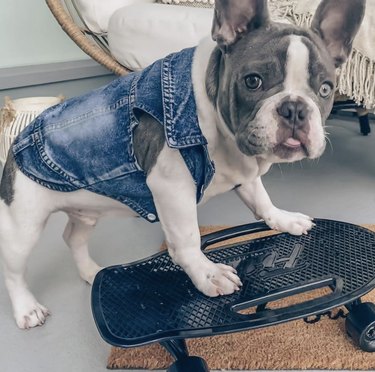 16 Dogs That Skateboard With Skill Beyond Humans