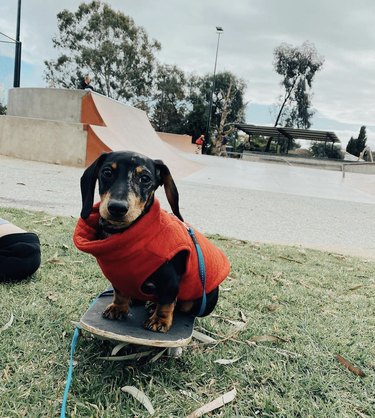 16 Dogs That Skateboard With Skill Beyond Humans