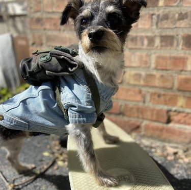 16 Dogs That Skateboard With Skill Beyond Humans