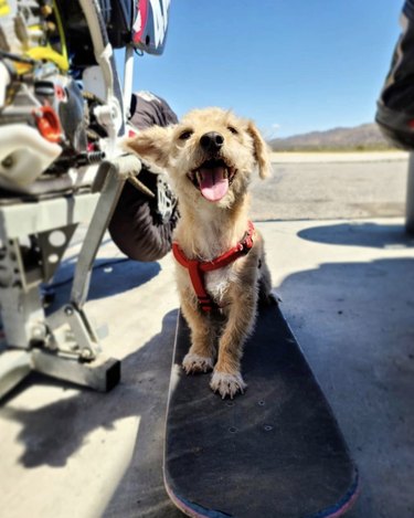 16 Dogs That Skateboard With Skill Beyond Humans