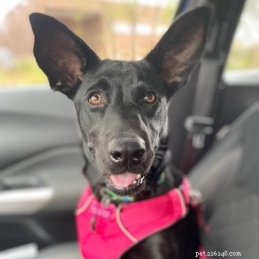 17 Dogs with Enormous, Adorable Ears That Will Melt Your Heart