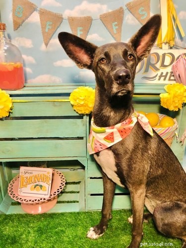 17 Dogs with Enormous, Adorable Ears That Will Melt Your Heart