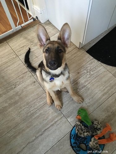 17 Dogs with Enormous, Adorable Ears That Will Melt Your Heart