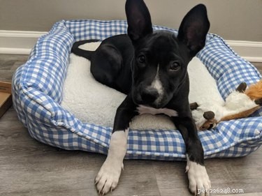 17 Dogs with Enormous, Adorable Ears That Will Melt Your Heart