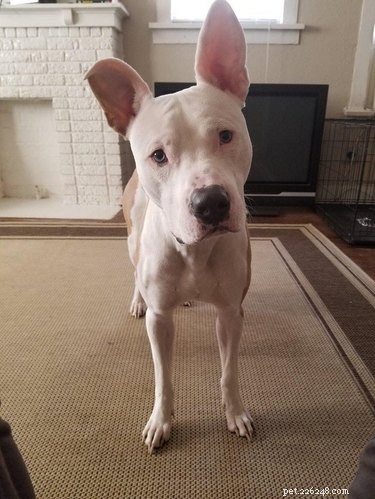 17 Dogs with Enormous, Adorable Ears That Will Melt Your Heart