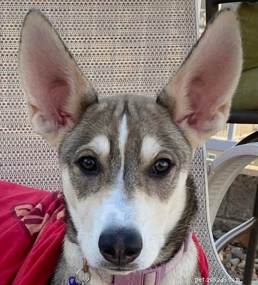 17 Dogs with Enormous, Adorable Ears That Will Melt Your Heart