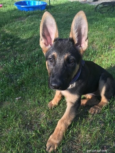 17 Dogs with Enormous, Adorable Ears That Will Melt Your Heart