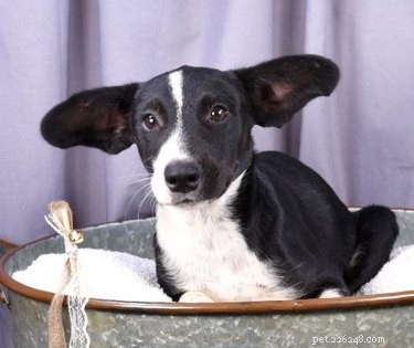 17 Dogs with Enormous, Adorable Ears That Will Melt Your Heart