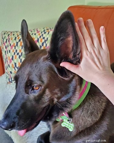 17 Dogs with Enormous, Adorable Ears That Will Melt Your Heart