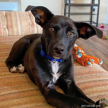 17 Dogs with Enormous, Adorable Ears That Will Melt Your Heart