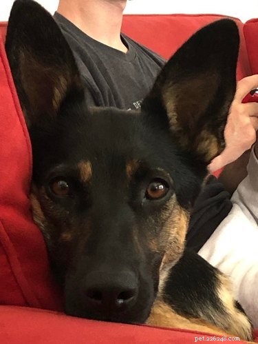 17 Dogs with Enormous, Adorable Ears That Will Melt Your Heart