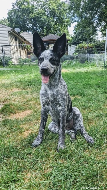 17 Dogs with Enormous, Adorable Ears That Will Melt Your Heart