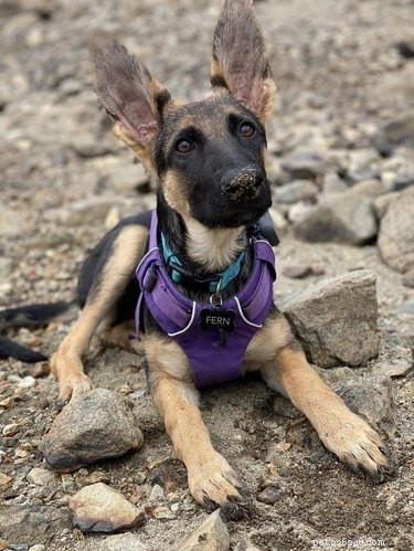 17 Dogs with Enormous, Adorable Ears That Will Melt Your Heart