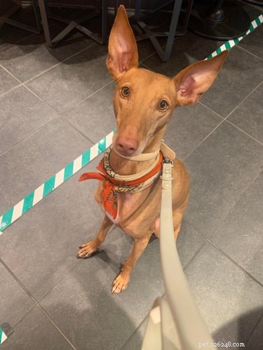 17 Dogs with Enormous, Adorable Ears That Will Melt Your Heart