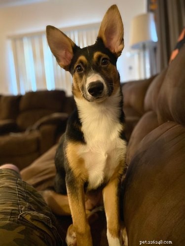 17 Dogs with Enormous, Adorable Ears That Will Melt Your Heart