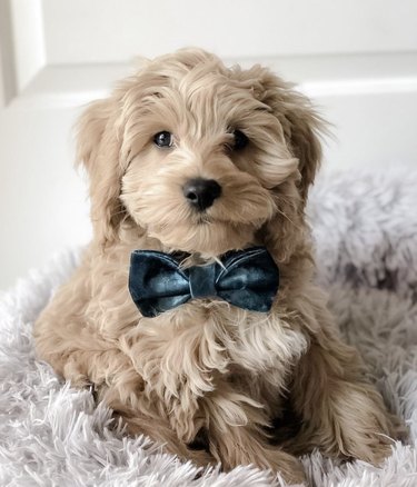 15 Elegant Dogs Mastering the Bowtie Look