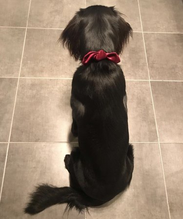 15 Elegant Dogs Mastering the Bowtie Look