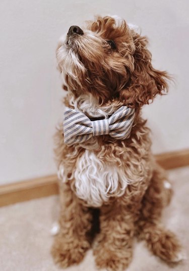 15 Elegant Dogs Mastering the Bowtie Look