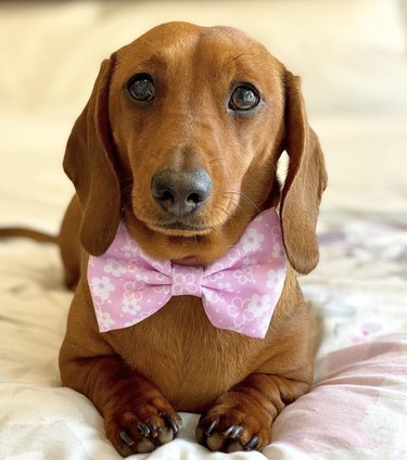 15 Elegant Dogs Mastering the Bowtie Look