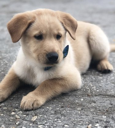 15 Elegant Dogs Mastering the Bowtie Look
