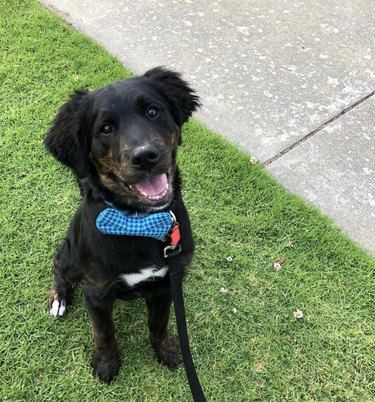 15 Elegant Dogs Mastering the Bowtie Look