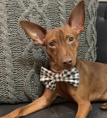 15 Elegant Dogs Mastering the Bowtie Look