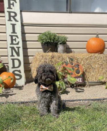15 Elegant Dogs Mastering the Bowtie Look