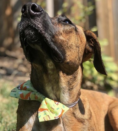 15 Elegant Dogs Mastering the Bowtie Look
