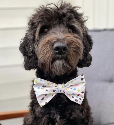 15 Elegant Dogs Mastering the Bowtie Look