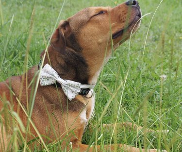 15 Elegant Dogs Mastering the Bowtie Look