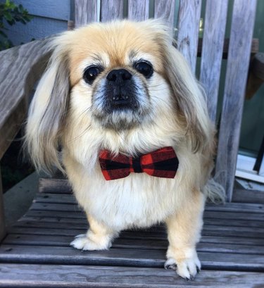 15 Elegant Dogs Mastering the Bowtie Look
