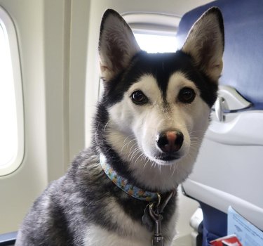 8 Kid‑Friendly Answers to Common Questions About Flying