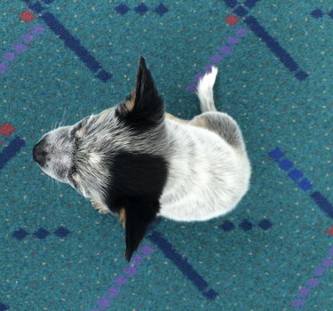 8 Kid‑Friendly Answers to Common Questions About Flying
