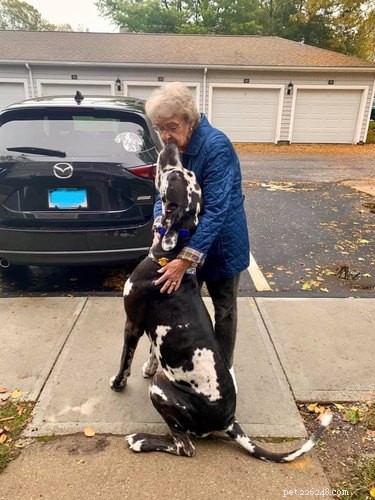 20 Stunning Big Dog Photos That Will Leave You Amazed