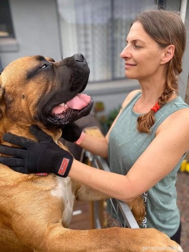 20 Stunning Big Dog Photos That Will Leave You Amazed